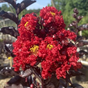 Lagerstroemia x 'Ebony Flame'