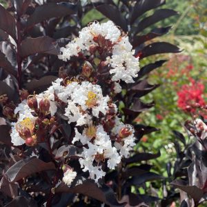 Lagerstroemia x 'Ebony and Ivory'