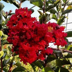 Lagerstroemia indica 'Miss Frances'