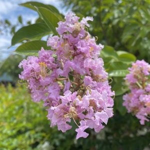 Lagerstroemia x fauriei 'Muskogee'