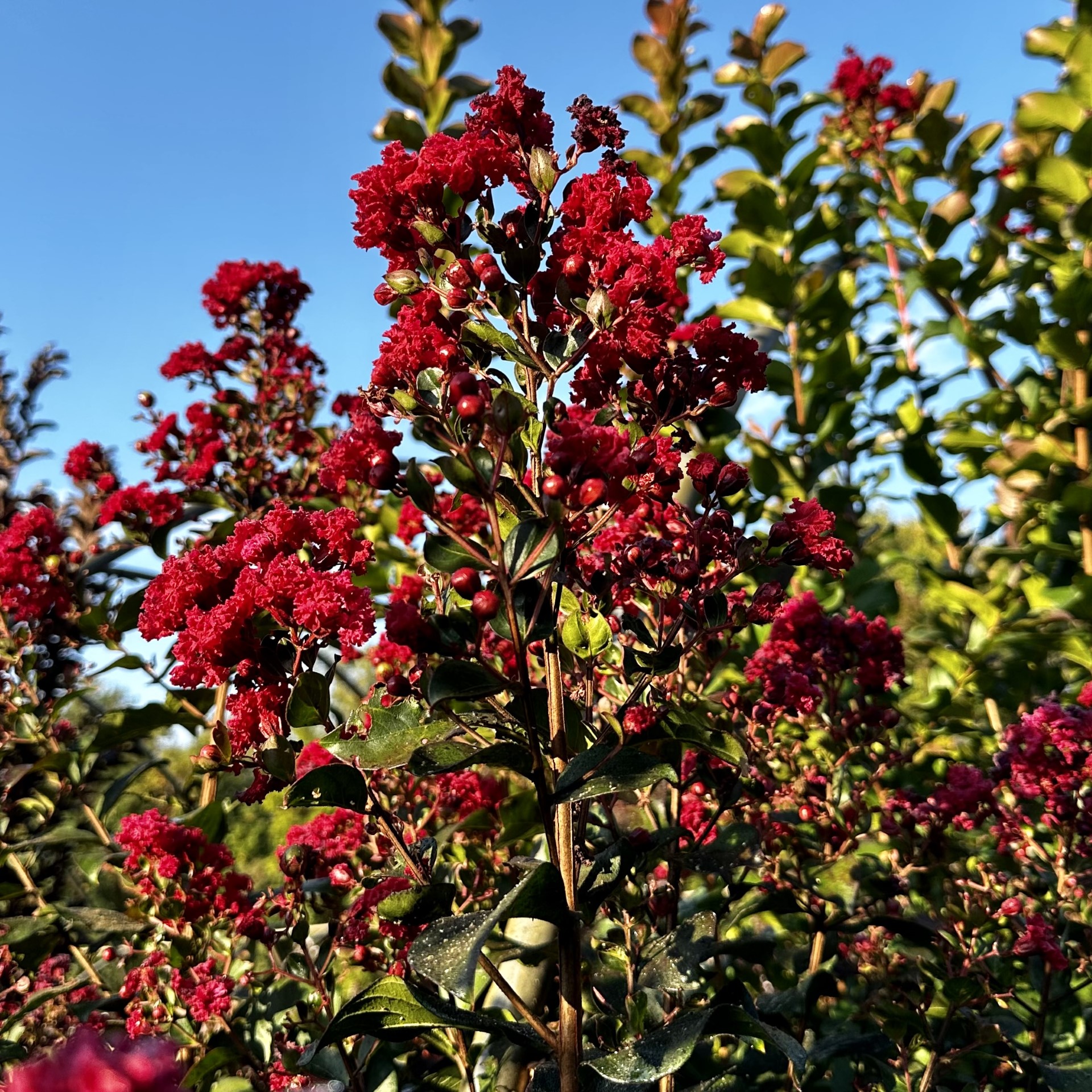 Lagerstroemia 'JM1' Colorama™ Scarlet PP31585