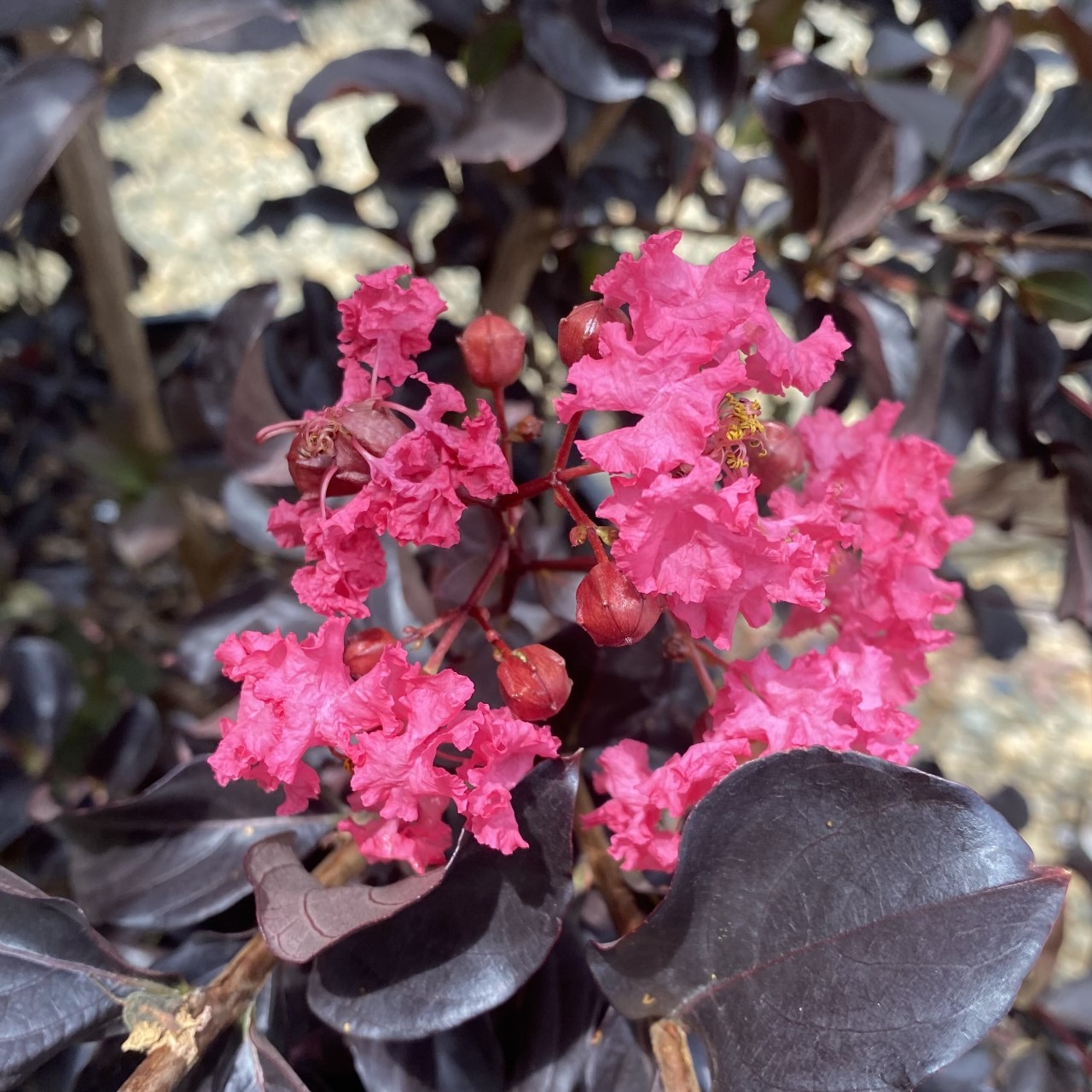 Lagerstroemia indica Black Diamond® 'Shell Pink™' PP28065