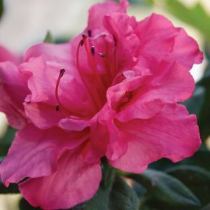 Rhododendron 'Conlea' PP10438 Encore® Azalea Autumn Rouge®