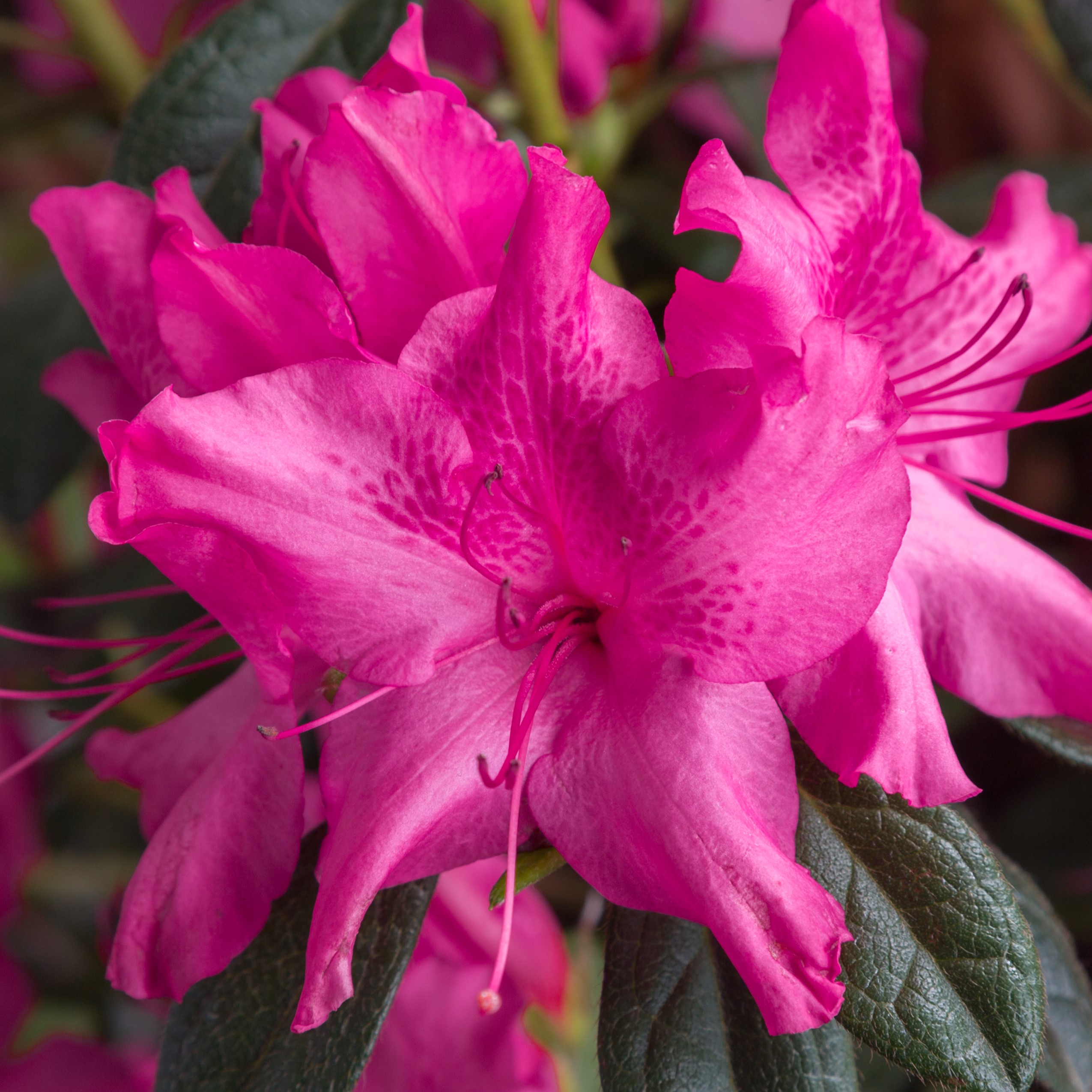 Rhododendron 'Roblef' PP16184 Encore®Azalea Autumn Sundance®