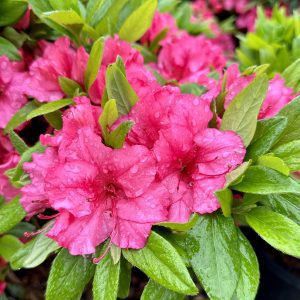 Azalea hybrida 'Girard's Rose'