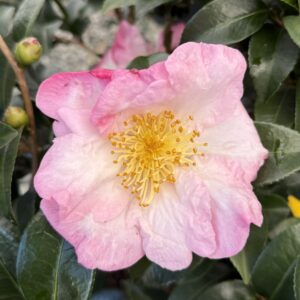 Camellia sasanqua 'Apple Blossom'