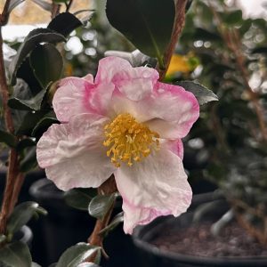 Camellia sasanqua 'Apple Blossom'