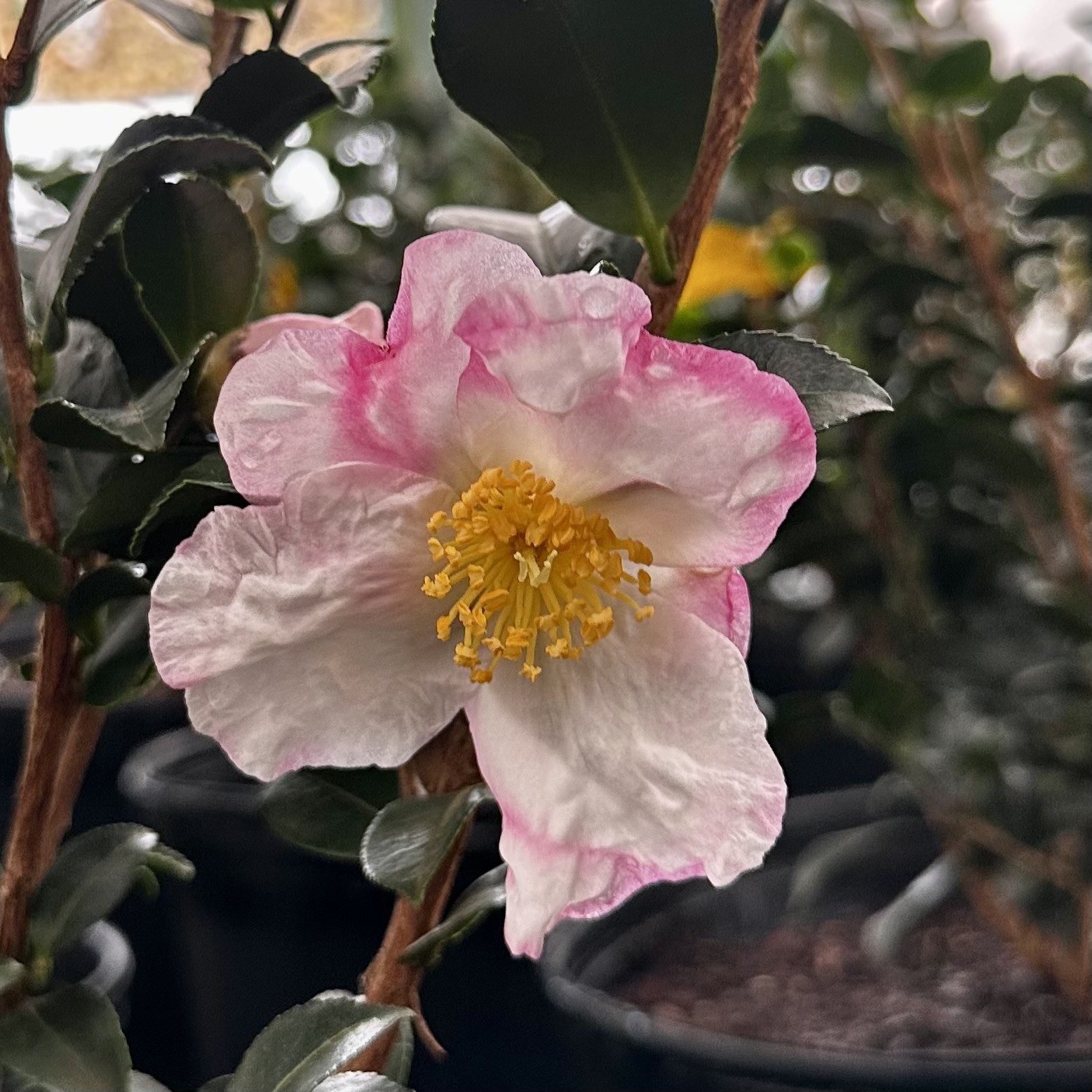 camellia　４点セット Yuletide Camellia (2.5 Gallon) Blooming Evergreen Shrub with