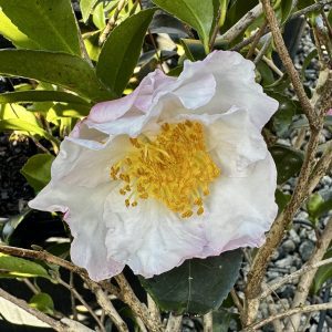 Camellia sasanqua 'Daydream'