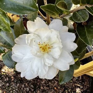 Camellia sasanqua 'Mine-No-Yuki'
