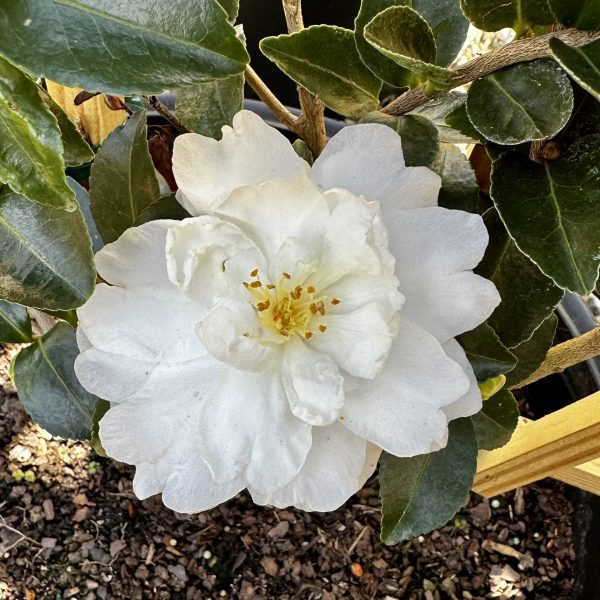 Camellia sasanqua 'Mine-No-Yuki'