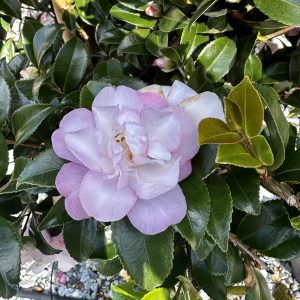 Camellia sasanqua 'Green 94-035' October Magic® Orchid™ PP20465