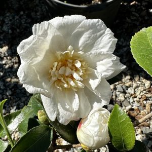 Camellia x 'Snow Flurry'