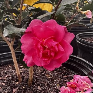 Camellia sasanqua 'Sparkling Burgundy'