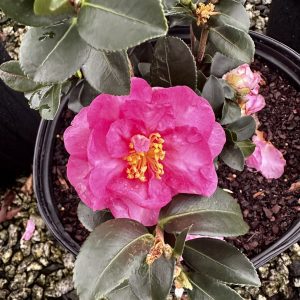 Camellia sasanqua 'Stephanie Golden'