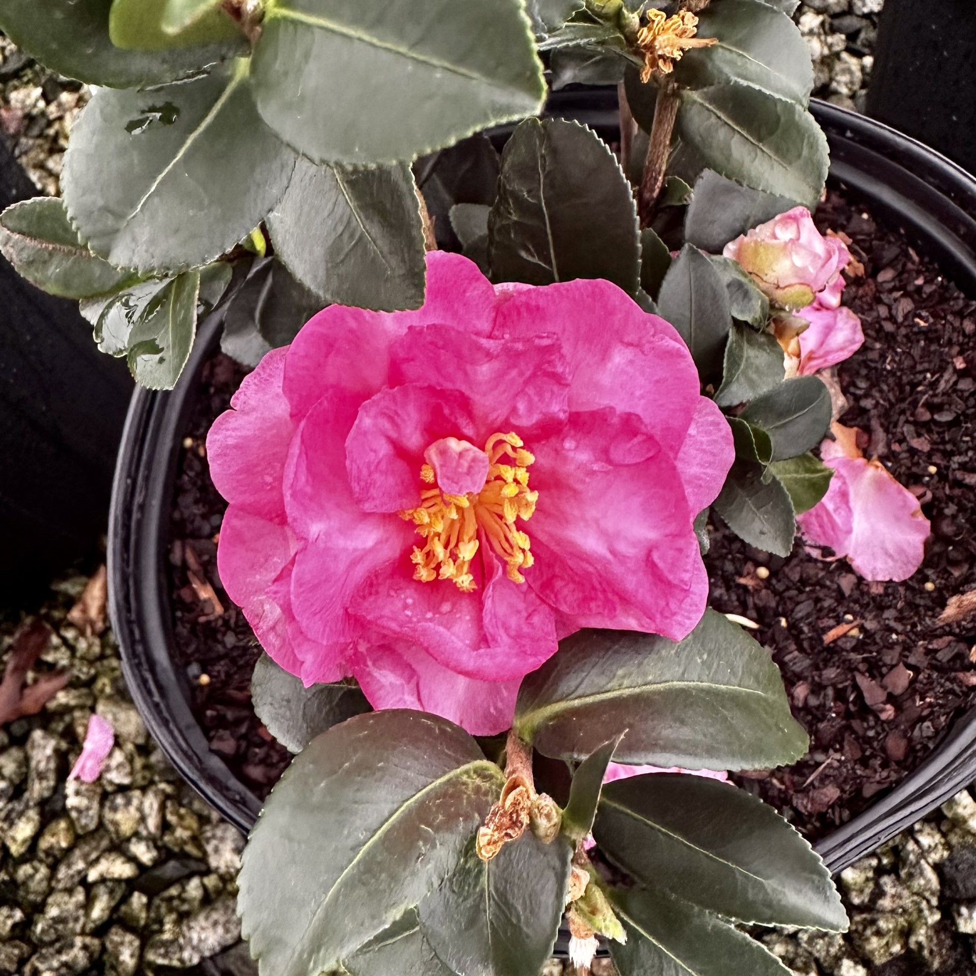 Camellia sasanqua 'Stephanie Golden'
