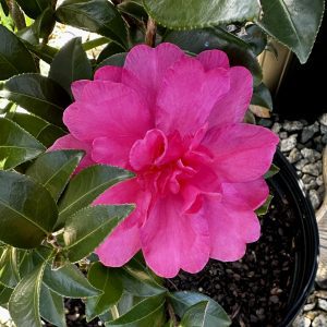 Camellia sasanqua 'William Lanier Hunt'