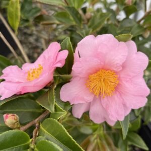 Camellia x 'Winter's Fancy'
