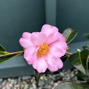Camellia x 'Winter's Fancy'