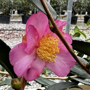Camellia x 'Winter's Interlude'