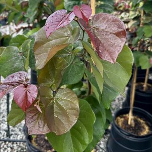 Cercis canadensis 'JN21' Oklahoma Sparkler PP32138