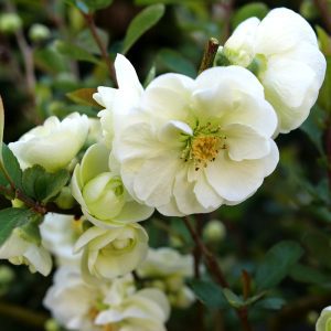Chaenomeles speciosa 'SMNCSDW' Double Take Eternal White® PP35018