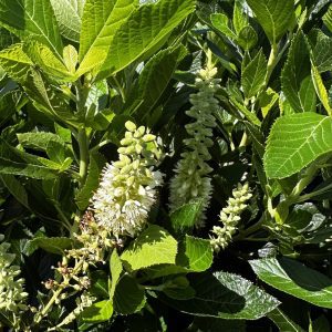 Clethra alnifolia 'Hummingbird'