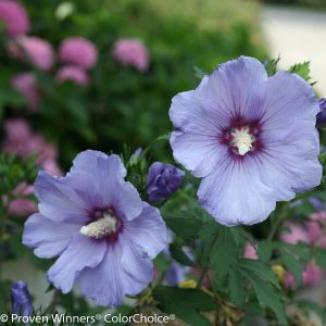 Hibiscus syriacus 'DVPazurri' Azurri Blue Satin® PP20563