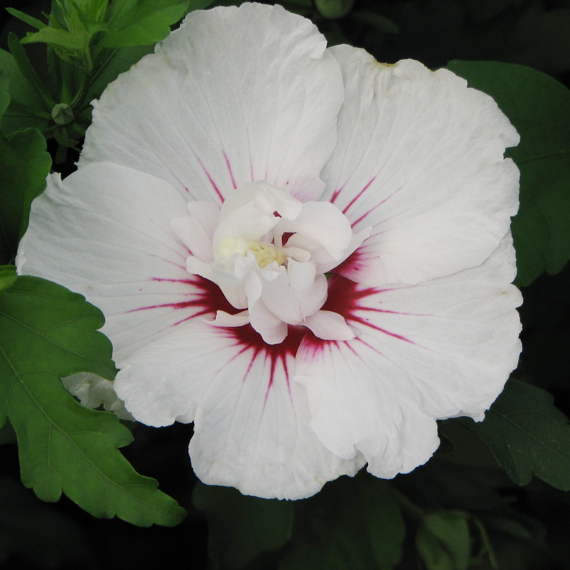 Hibiscus syriacus ‘Minfren’ First Editions® Bali™ | Piedmont Carolina ...