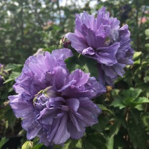 Hibiscus syriacus 'DS01BS' Blueberry Smoothie™ PP26662