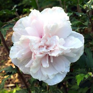 Hibiscus syriacus 'Mindoub1' First Editions® French Cabaret™ Blush PP27840