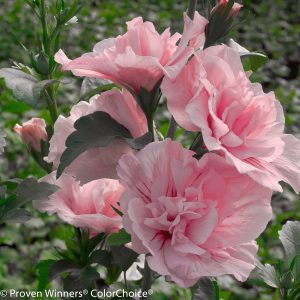 Hibiscus syriacus 'JWNWOOD4' Pink Chiffon® PP24336
