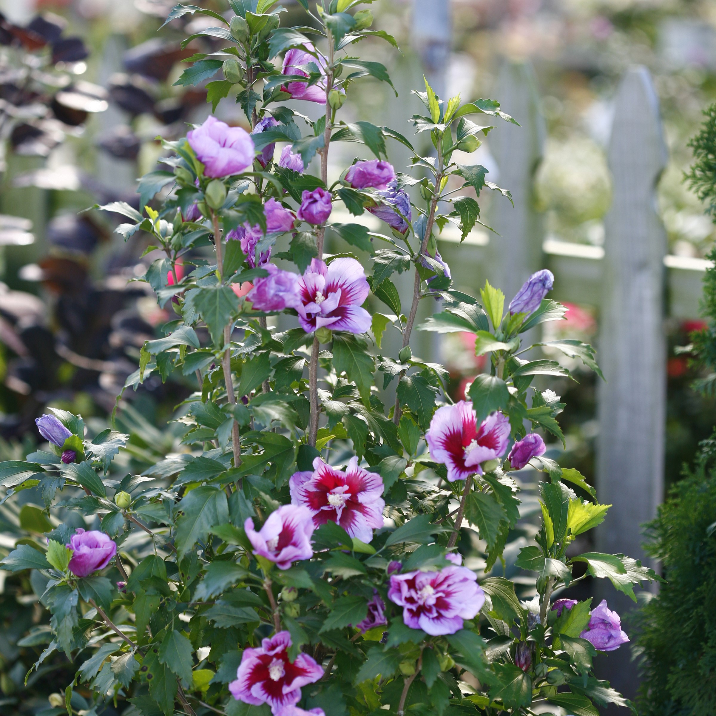 Hibiscus syriacus 'Gandini Santiago' Purple Pillar® PP25568