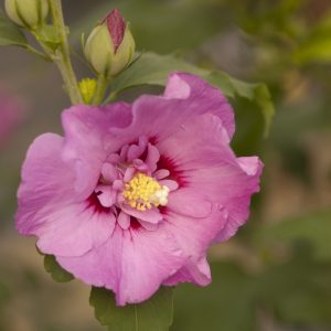 Hibiscus syriacus 'Mineru' First Editions® Tahiti™