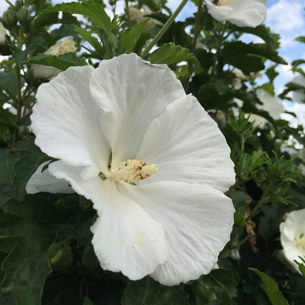 Hibiscus syriacus 'Grewa' White Angel™