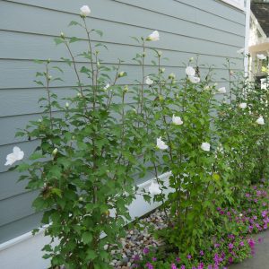 Hibiscus syriacus 'Gandini Vanaart' White Pillar® PP28892