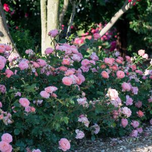 Rosa x 'Meimirrote' Apricot Drift® PP23354