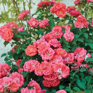 Rosa x 'Meidrifora' Coral Drift® PP19148