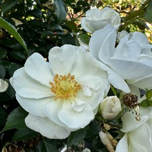 Rosa x 'Noaschnee' Flower Carpet® White