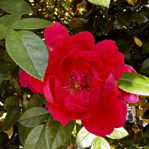 Rosa x 'Meicerafyn' Grace N' Grit™ Pink PP31069