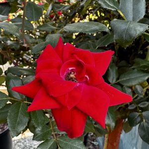 Rosa x 'Meizygglie' Grace N' Grit™ Red PP31077