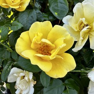 Rosa x 'Radmonyel' Grace N' Grit™ Yellow PP30577