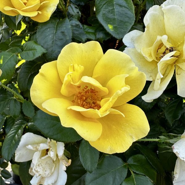 Rosa x 'Radmonyel' Grace N' Grit™ Yellow PP30577