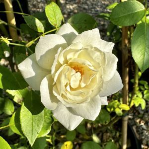 Rosa x 'Iceberg'