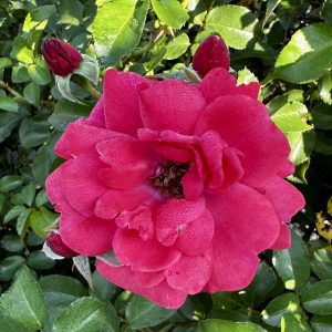 Rosa x 'Ruiri0125a' Nitty Gritty™ Pink PP33155