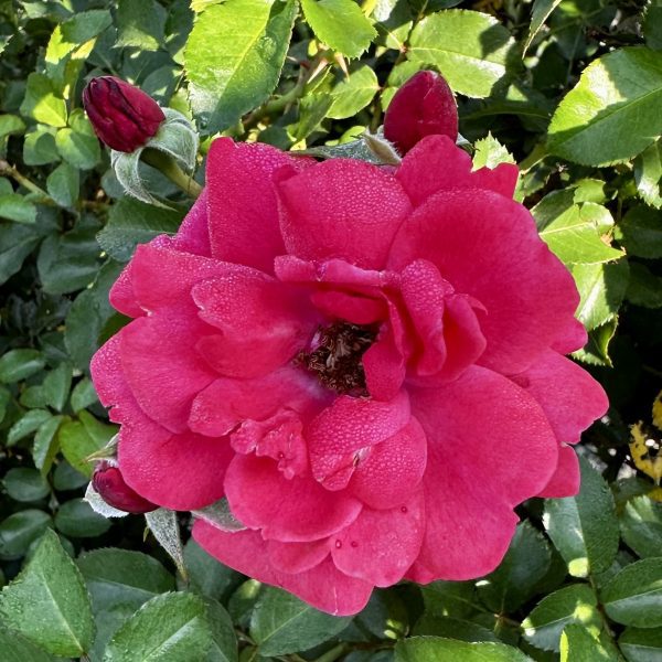 Rosa x 'Ruiri0125a' Nitty Gritty™ Pink PP33155