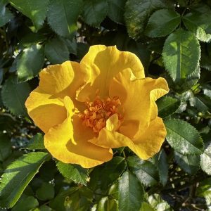 Rosa x 'Ruiri0101a' Nitty Gritty™ Yellow PP33134