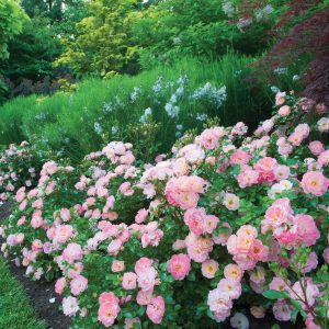 Rosa x 'Meiggili' Peach Drift® PP18542