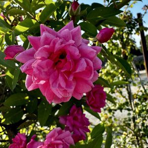 Rosa x 'Peggy Martin'