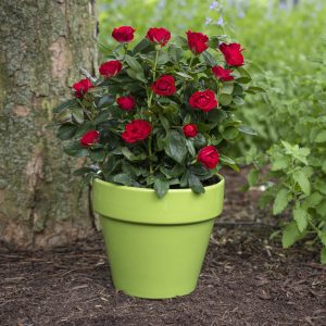 Rosa x 'Meibenbino' Petite Knock Out® PP30811